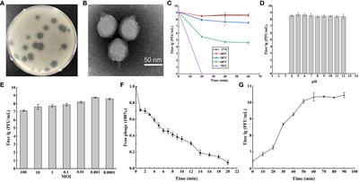 Host range expansion of Acinetobacter phage vB_Ab4_Hep4 driven by a spontaneous tail tubular mutation